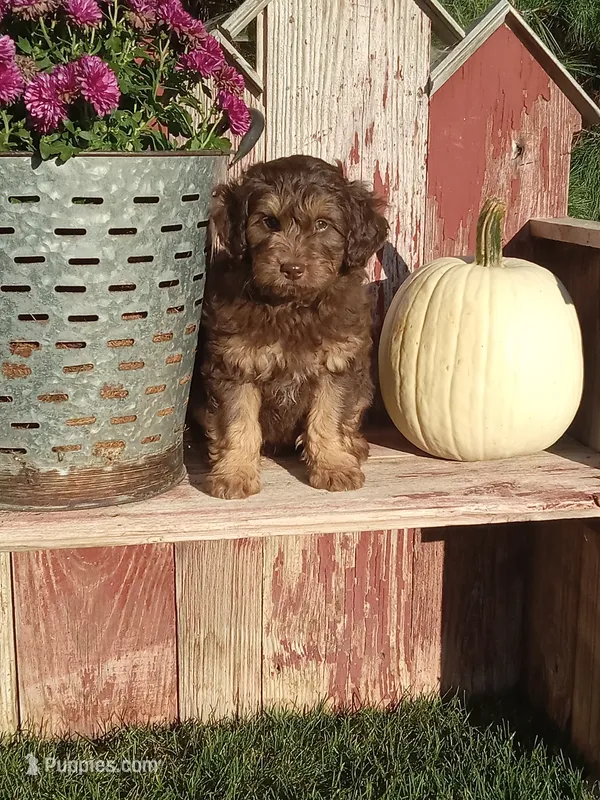 Ira – Miniature Aussiedoodle puppy for sale in Milford, IN