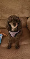 Allie, a female Poodle - Toy  for sale in Milford, IN – Photo 2 of 3