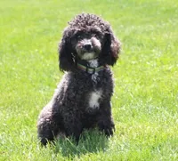 Allie, a female Poodle - Toy  for sale in Milford, IN – Photo 1 of 3