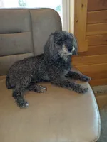 Allie, a female Poodle - Toy  for sale in Milford, IN – Photo 3 of 3