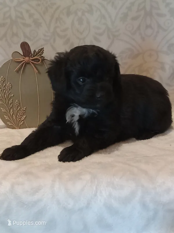 Isaiah  – Miniature Aussiedoodle puppy for sale in Milford, IN