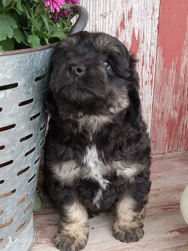 Iker – Miniature Aussiedoodle puppy for sale in Milford, IN