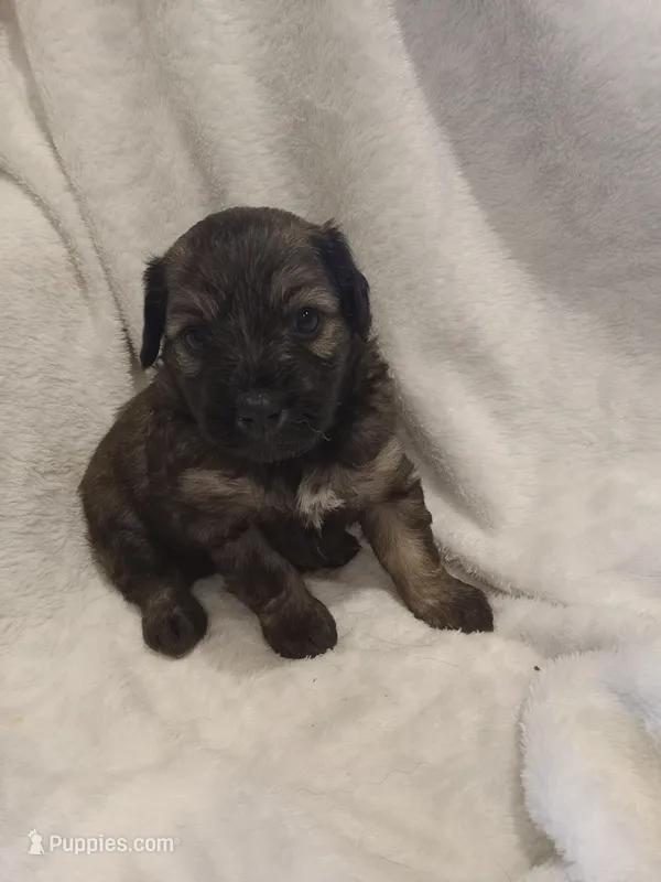 Isaac – Miniature Aussiedoodle puppy for sale in Milford, IN