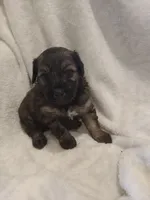 Isaac, a male Miniature Aussiedoodle for sale in Milford, IN – 1 of 1