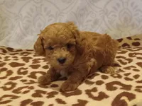 Hans, a male Poodle - Toy  for sale in Milford, IN – Photo 2 of 4