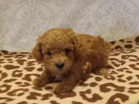 Hans, a male Poodle - Toy  for sale in Milford, IN – Photo 3 of 4