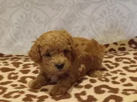 Hans, a male Poodle - Toy  for sale in Milford, IN – Photo 4 of 4