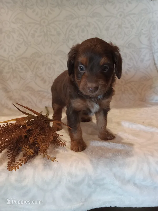 Ian – Miniature Aussiedoodle puppy for sale in Milford, IN