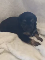 Ivy, a female Miniature Aussiedoodle for sale in Milford, IN – 2 of 2