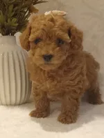 Jada, a female Poodle - Toy  for sale in Milford, IN – 3 of 3