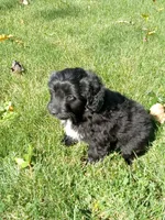 Indigo , a male Miniature Aussiedoodle for sale in Milford, IN – 3 of 4