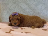 Holly, a female Poodle - Toy  for sale in Milford, IN – Photo 2 of 3