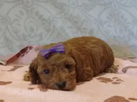 Holly, a female Poodle - Toy  for sale in Milford, IN – Photo 3 of 3