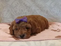 Holly, a female Poodle - Toy  for sale in Milford, IN – Photo 1 of 3