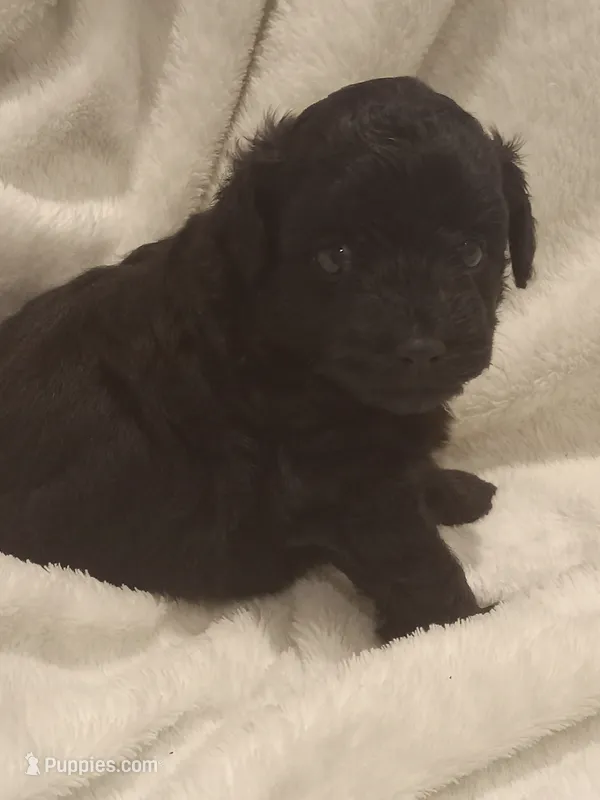 Izzy – Miniature Aussiedoodle puppy for sale in Milford, IN