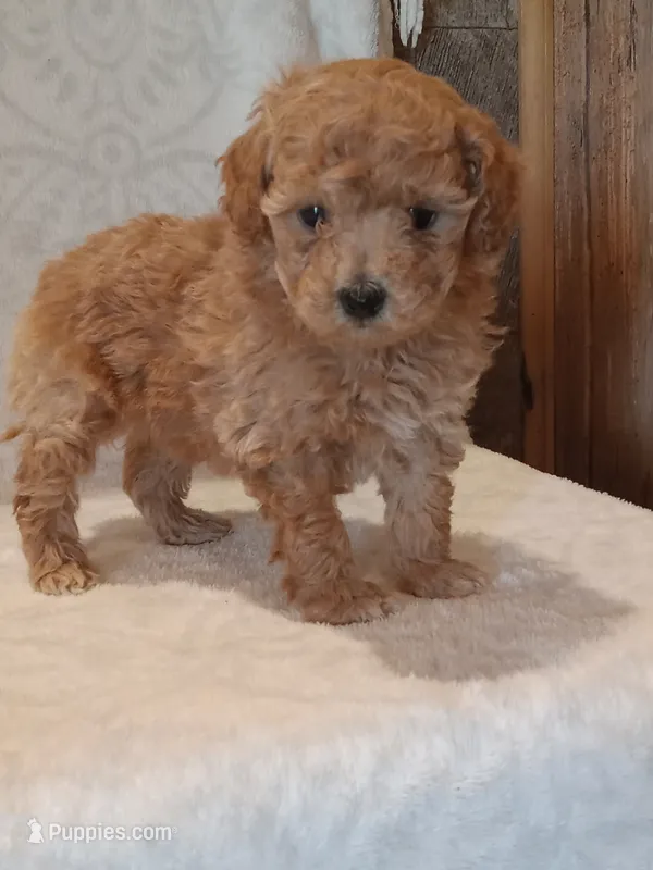 Jasmine  – Poodle - Toy  puppy for sale in Milford, IN