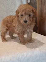 Jasmine , a female Poodle - Toy  for sale in Milford, IN – 1 of 3