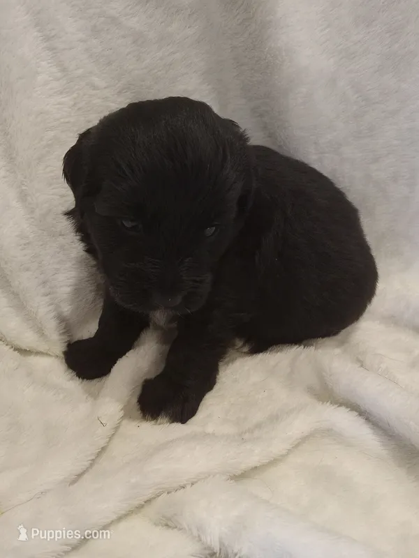 Indigo – Miniature Aussiedoodle puppy for sale in Milford, IN