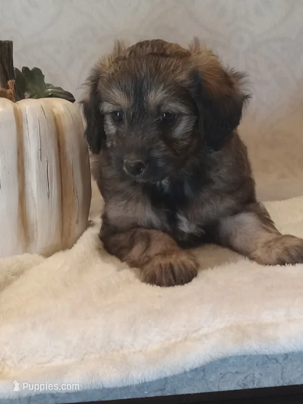 Isaac – Miniature Aussiedoodle puppy for sale in Milford, IN