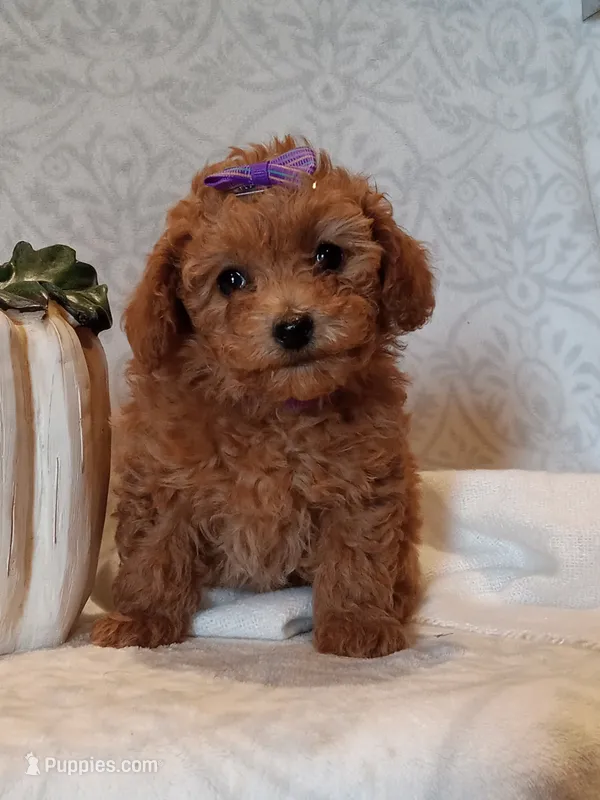 Jada – Poodle - Toy  puppy for sale in Milford, IN