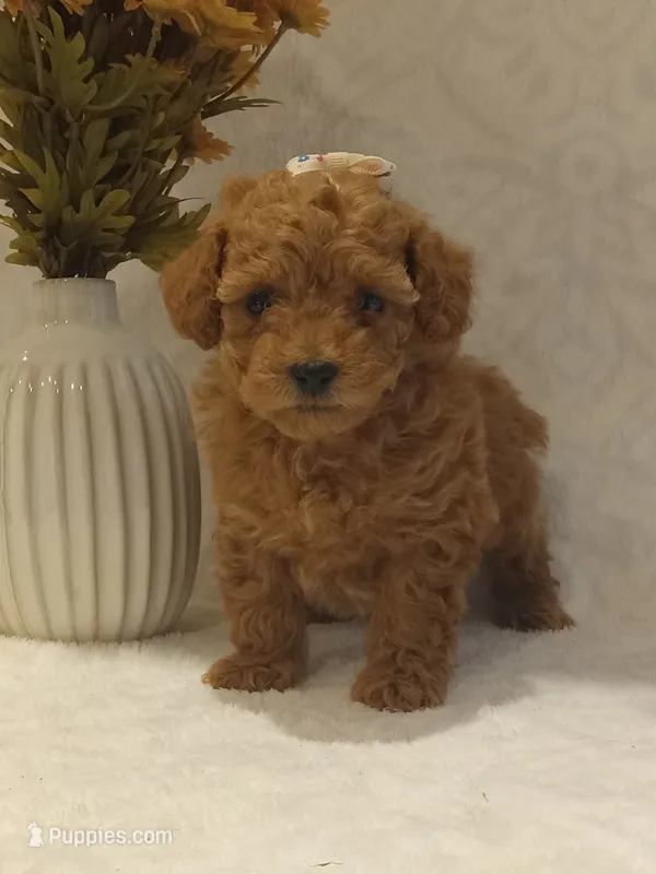 Jada – Poodle - Toy  puppy for sale in Milford, IN