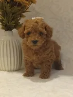 Jada, a female Poodle - Toy  for sale in Milford, IN – 1 of 3