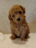 Jasmine , a female Poodle - Toy  for sale in Milford, IN – 2 of 3