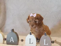 Jillian , a female Poodle - Toy  for sale in Milford, IN – 2 of 3
