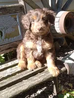 Ian, a male Miniature Aussiedoodle for sale in Milford, IN – 4 of 4