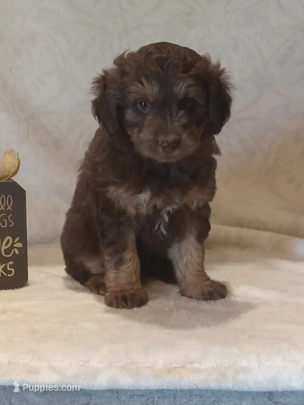 Ira – Miniature Aussiedoodle puppy for sale in Milford, IN