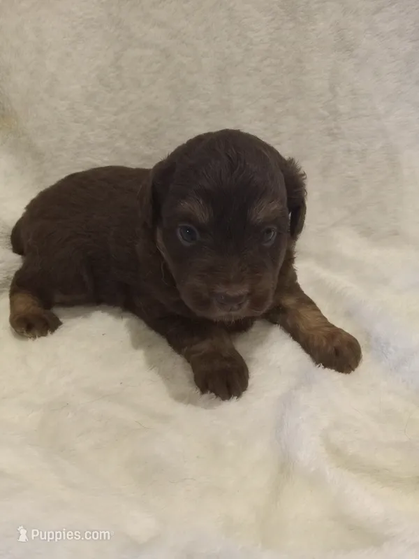 Ira – Miniature Aussiedoodle puppy for sale in Milford, IN