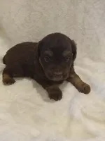 Ira, a male Miniature Aussiedoodle for sale in Milford, IN – 1 of 1