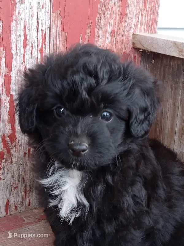 Isaiah  – Miniature Aussiedoodle puppy for sale in Milford, IN