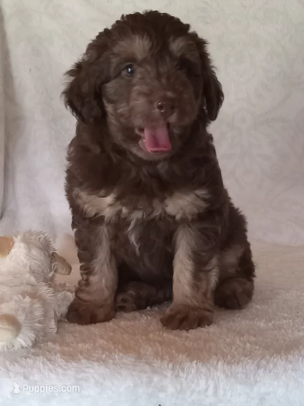 Ira – Miniature Aussiedoodle puppy for sale in Milford, IN