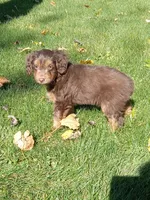 Ian, a male Miniature Aussiedoodle for sale in Milford, IN – 3 of 4