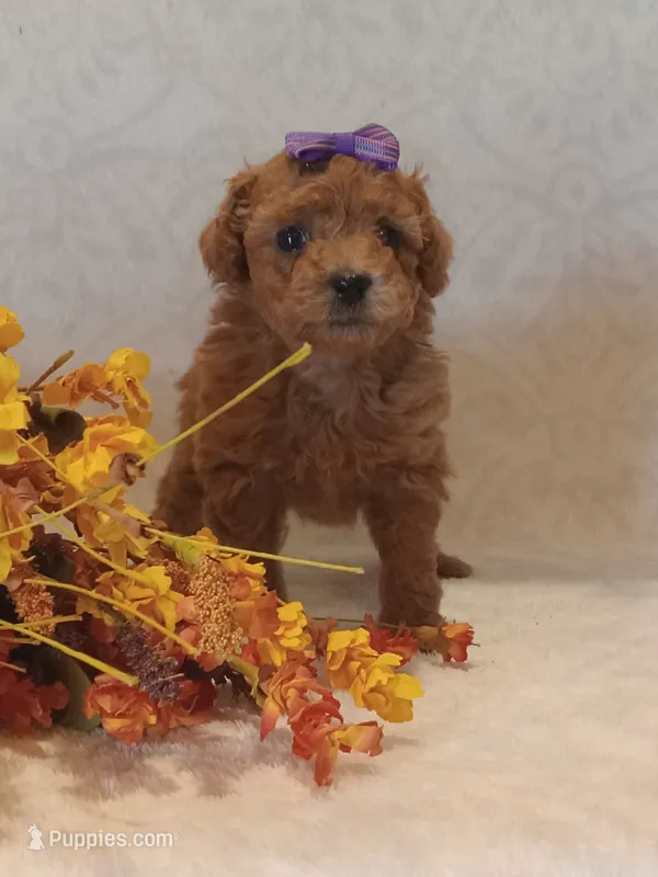 Jaycee – Poodle - Toy  puppy for sale in Milford, IN