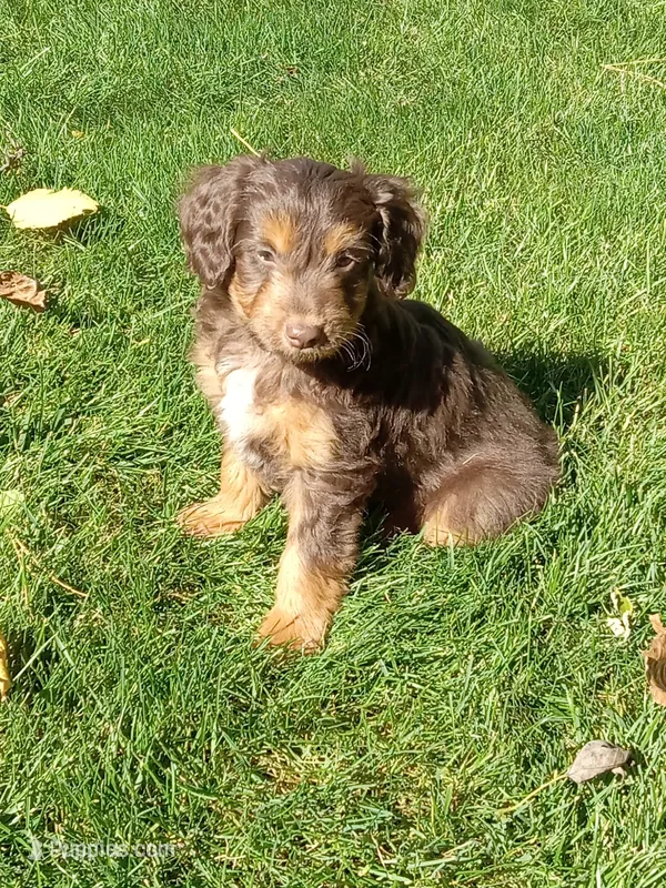 Ian – Miniature Aussiedoodle puppy for sale in Milford, IN