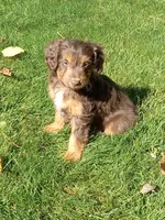 Ian, a male Miniature Aussiedoodle for sale in Milford, IN – 1 of 4