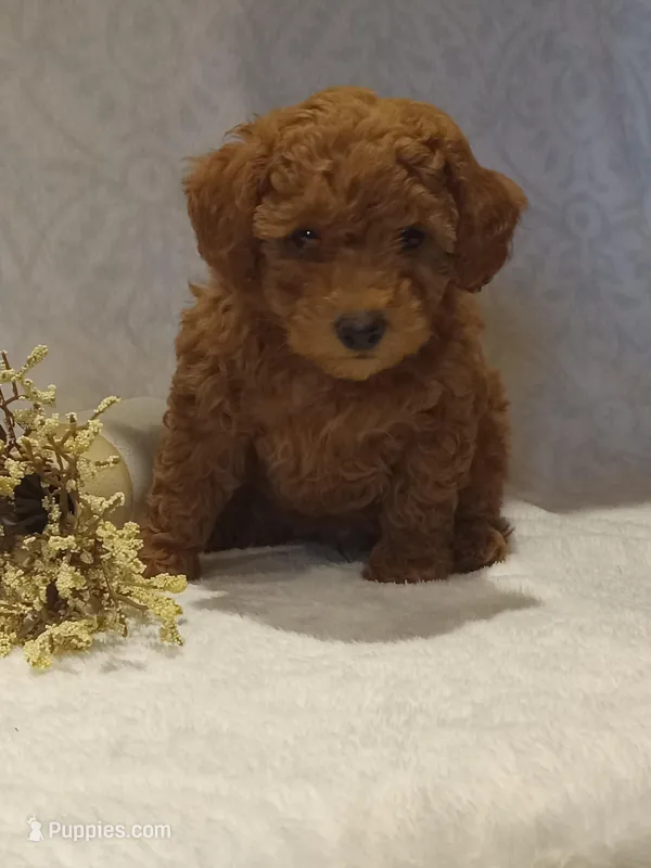 Hans, a male Poodle - Toy  for sale in Milford, IN – Photo 1 of 3