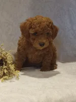 Hans, a male Poodle - Toy  for sale in Milford, IN – Photo 2 of 3