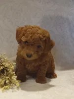 Hans, a male Poodle - Toy  for sale in Milford, IN – Photo 3 of 3