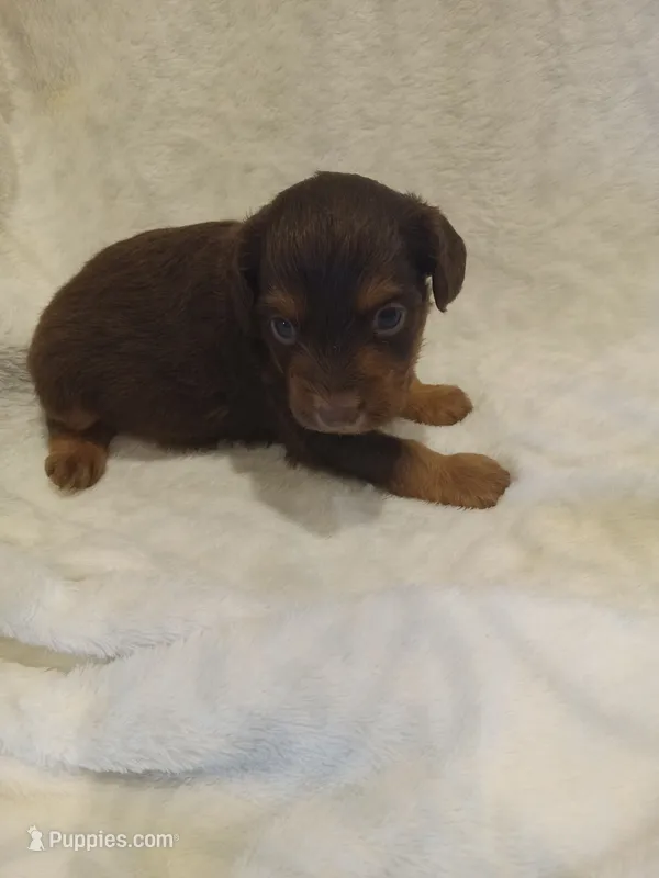 Ian – Miniature Aussiedoodle puppy for sale in Milford, IN