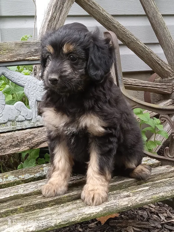 Ivy – Miniature Aussiedoodle puppy for sale in Milford, IN