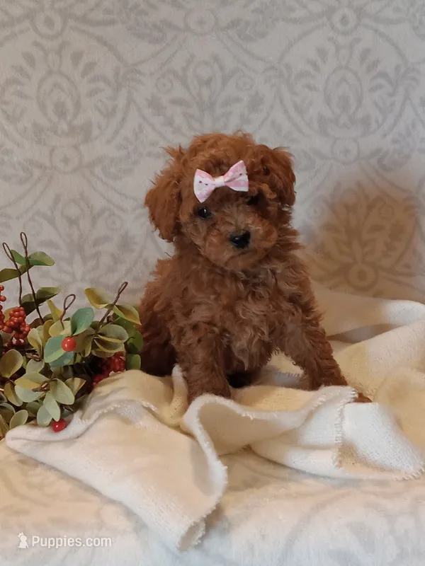 Jaycee – Poodle - Toy  puppy for sale in Milford, IN