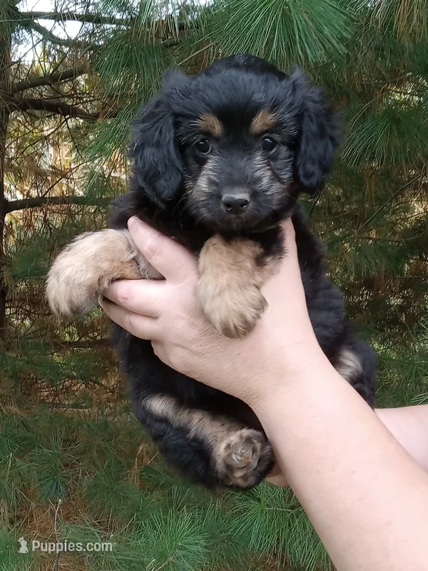 Ivy – Miniature Aussiedoodle puppy for sale in Milford, IN