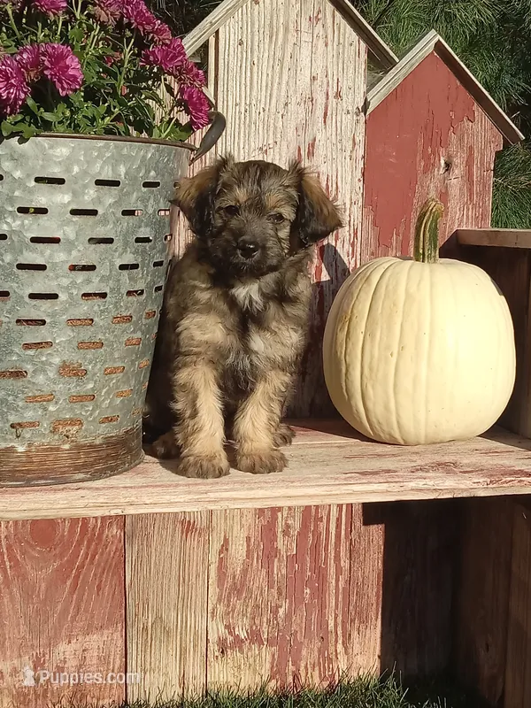 Isaac – Miniature Aussiedoodle puppy for sale in Milford, IN