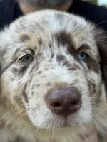 rmf 1, a female Australian Shepherd for sale in Hayden, AL – Photo 1 of 5