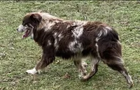 rmf 1, a female Australian Shepherd for sale in Hayden, AL – Photo 3 of 5