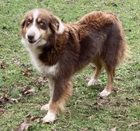 rmf 1, a female Australian Shepherd for sale in Hayden, AL – Photo 5 of 5