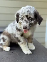 rmf 1, a female Australian Shepherd for sale in Hayden, AL – Photo 2 of 5
